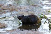 Bever